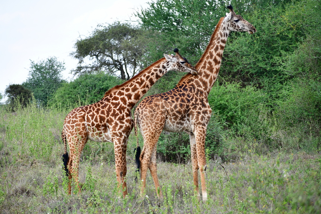 Nairobi National Park